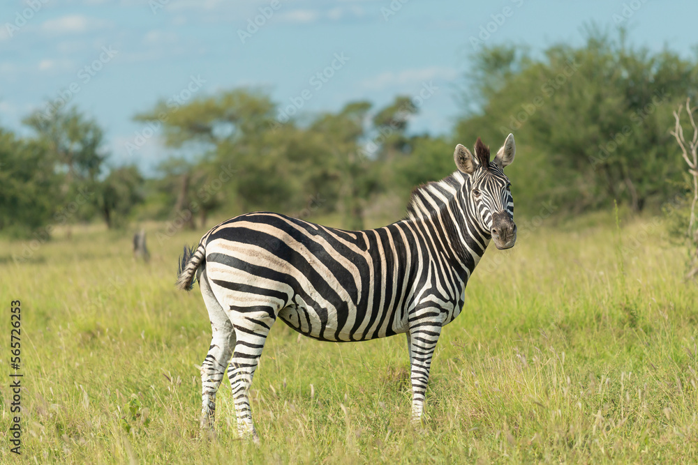 Fototapeta premium plains zebra - Equus quagga - standing on savannah with green background. Photo from Kruger National Park in South Africa.