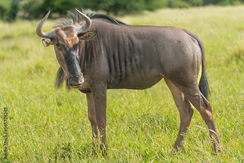 Blue wildebeest, common wildebeest, or brindled gnu - onnochaetes taurinus taurinus with green background. Photo from Kruger National Park in South Africa.