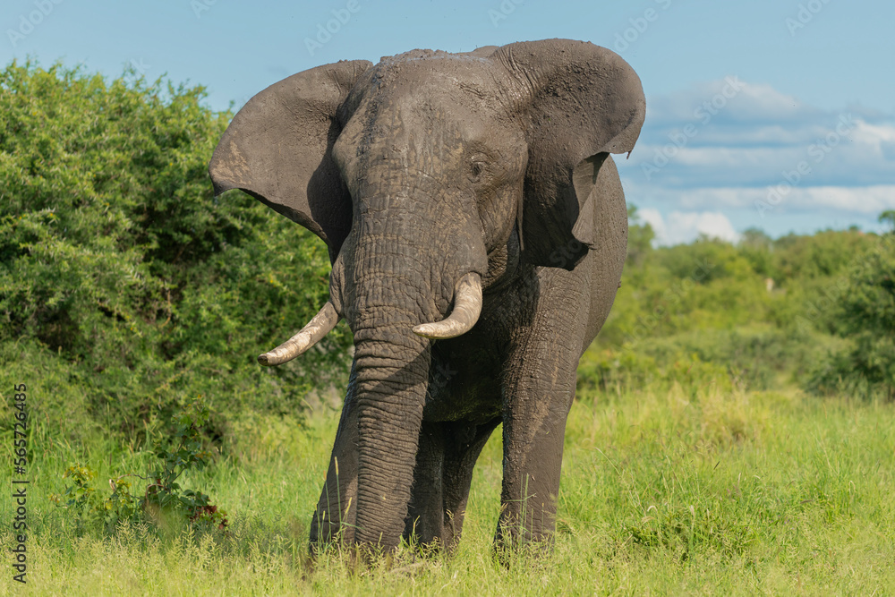 Obraz premium African bush elephant - Loxodonta africana also known as African savanna elephant with green vegetation in background. Photo from Kruger National Park in Kruger.