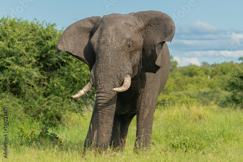 African bush elephant - Loxodonta africana also known as African savanna elephant with green vegetation in background. Photo from Kruger National Park in Kruger.