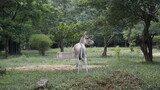 Beautiful Indian Wild ass also known as Equus hemionus khur, onager, Ghudkhur and Khur