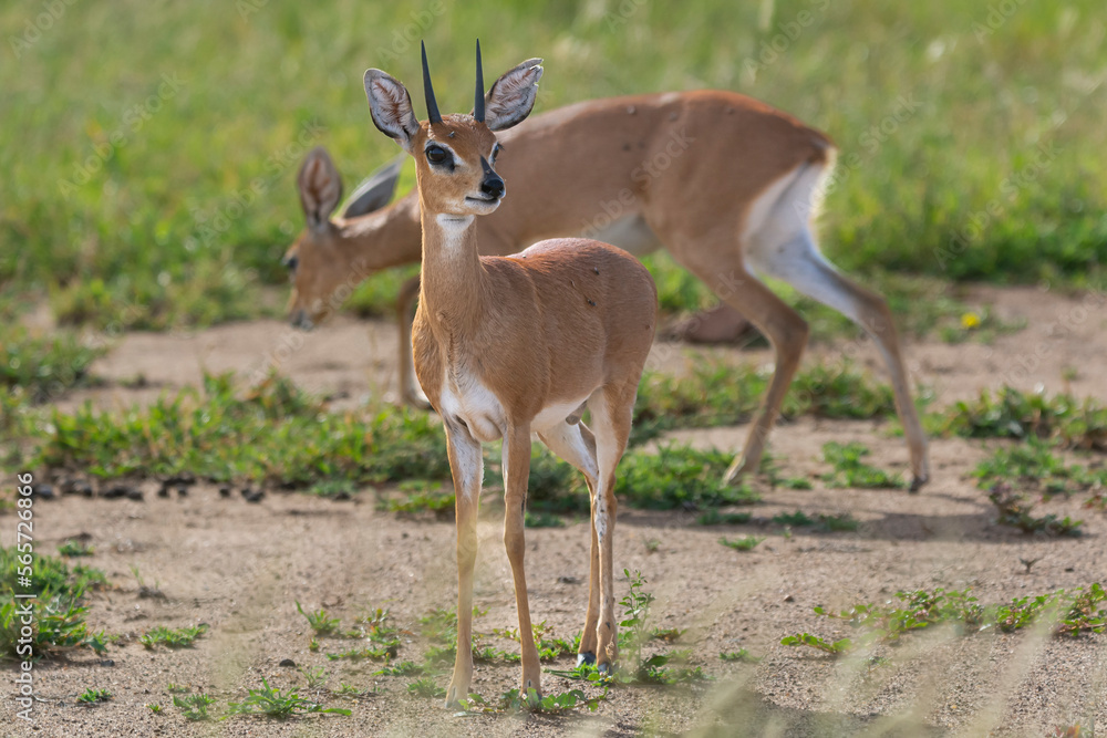 Pair of cute steenboks - Raphicerus campestris - with green vegetation in background. Photo from Kruger National Park. Pair of cute steenboks - Raphicerus campestris - with green vegetation in background. Photo from Kruger National Park.