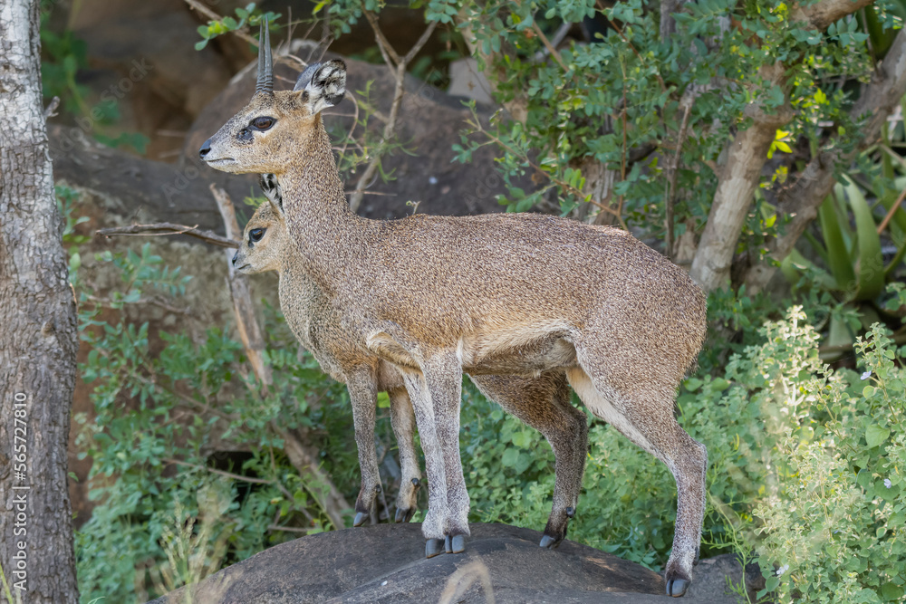 Klipspringer - Oreotragus oreotragus, male on the rock. Photo from Kruger National Park in South Africa. Klipspringer - Oreotragus oreotragus, male on the rock. Photo from Kruger National Park in South Africa.
