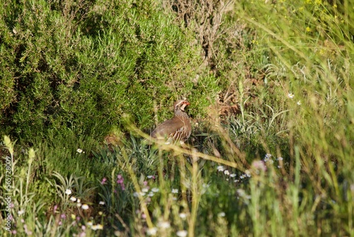 Partridges in Spain