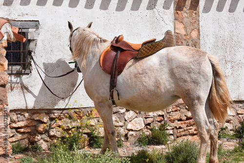 Horse in a farm