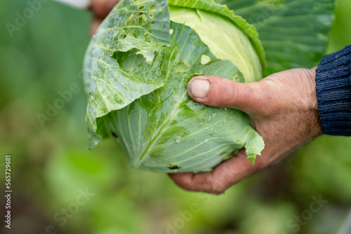 hands of a farmer picking a white cabbage. close up