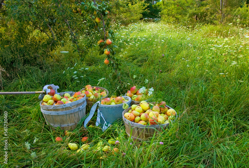 Pear harvest in August in Grand Isle, Vermont.