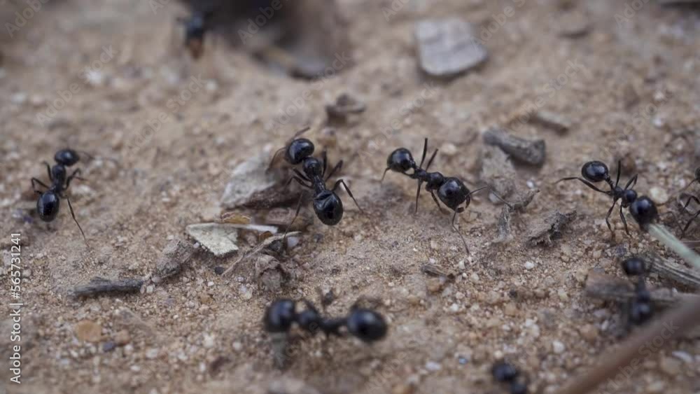 Macro shoot of many ants moving around. Black ants, big and little ants. Slow motion Macro shoot of many ants moving around. Black ants, big and little ants. Slow motion