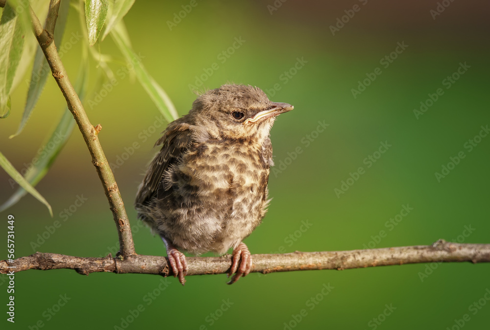 Young Fieldfare thrush (turdus pilaris) posing on some branch in light sunny day Young Fieldfare thrush (turdus pilaris) posing on some branch in light sunny day