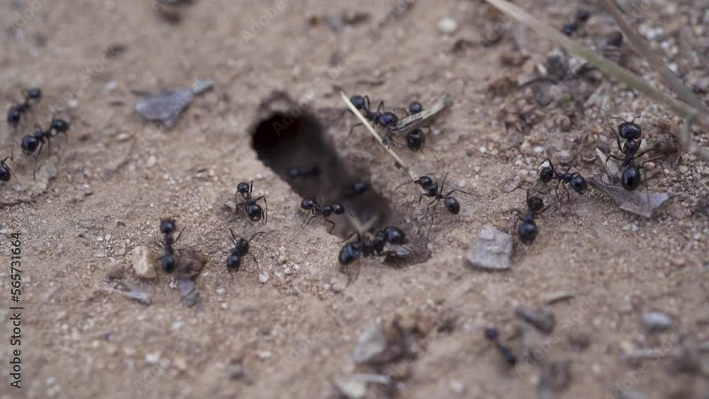 Macro shoot of ants working and going in and out of the nest. Black ants. Slow motion. Carrying things. Macro shoot of ants working and going in and out of the nest. Black ants. Slow motion. Carrying things.