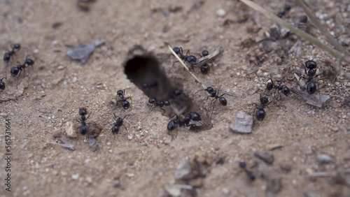Macro shoot of ants working and going in and out of the nest. Black ants. Slow motion. Carrying things. (ID: 565731664)