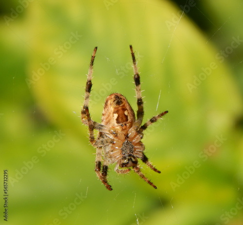 Garden Spider © cecilia