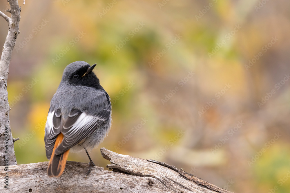 Obraz premium The black redstart male (Phoenicurus ochruros) small passerine bird.