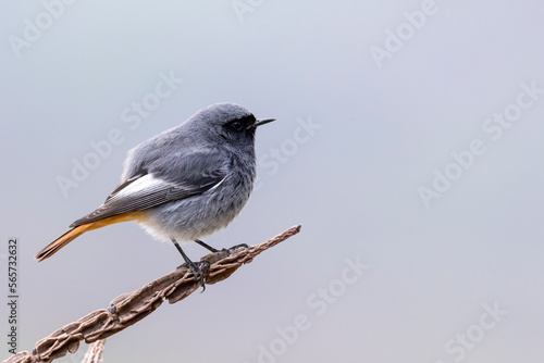The black redstart male (Phoenicurus ochruros) small passerine bird. © vinx83