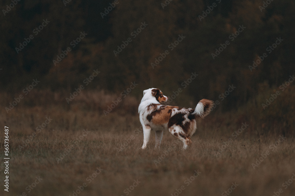 Australian Shepherd dog walking in the fields Australian Shepherd dog walking in the fields