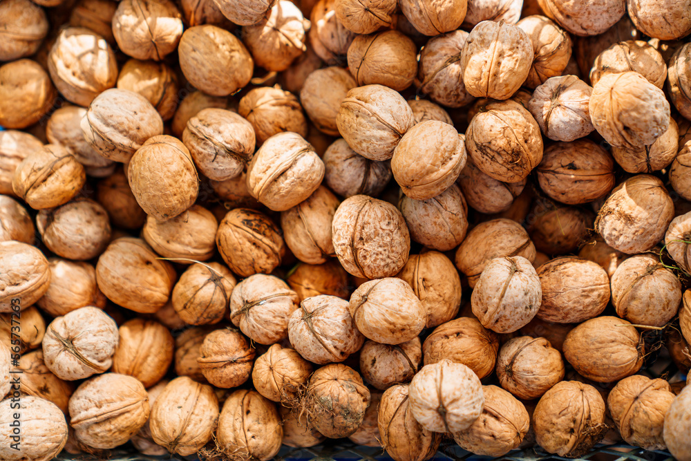 boxes of walnuts. harvesting nuts on the farm. boxes of walnuts. harvesting nuts on the farm.