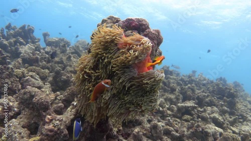 Clownfish fishes swimming near amazing sea anemone. Slow motion photo