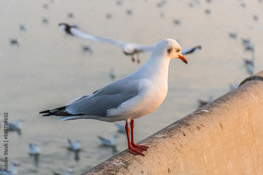 Obraz premium The seagull is standing on the edge of the bridge.