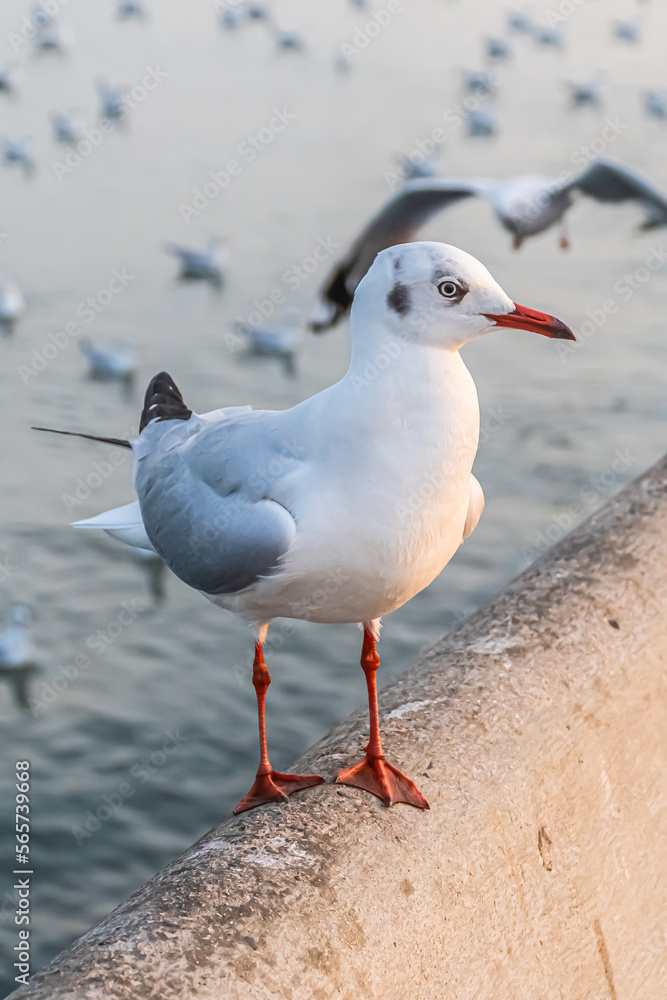 Obraz premium The seagull is standing on the edge of the bridge.