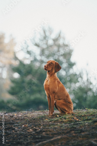 dog in autumn park
