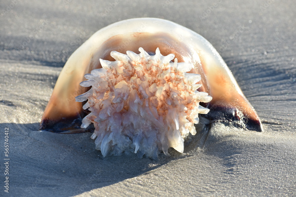 Cannonball jellyfish washed up on beach Cannonball jellyfish washed up on beach