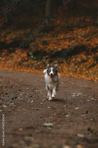 Fototapeta Naklejka Na Ścianę i Meble -  dog in autumn forest
