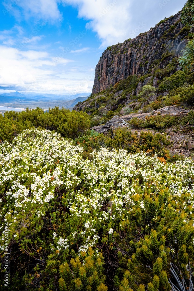 wild flowers in the mountains wild flowers in the mountains