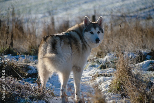 wolf dog in winter