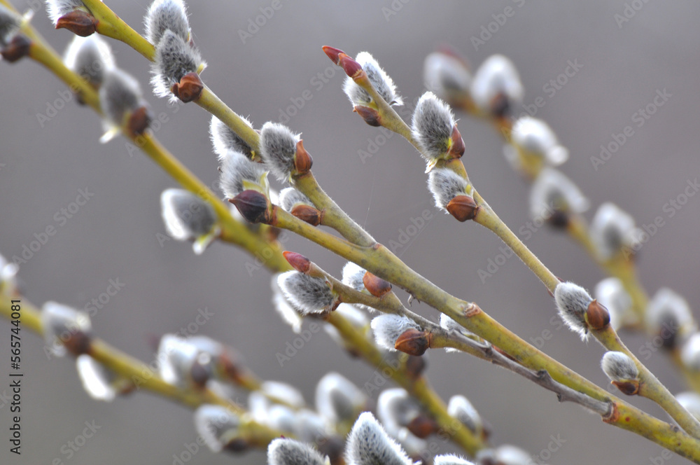 Willow (Salix caprea) branches before flowering Willow (Salix caprea) branches before flowering