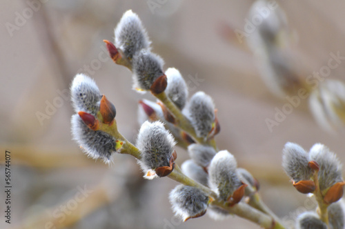 Willow (Salix caprea) branches before flowering