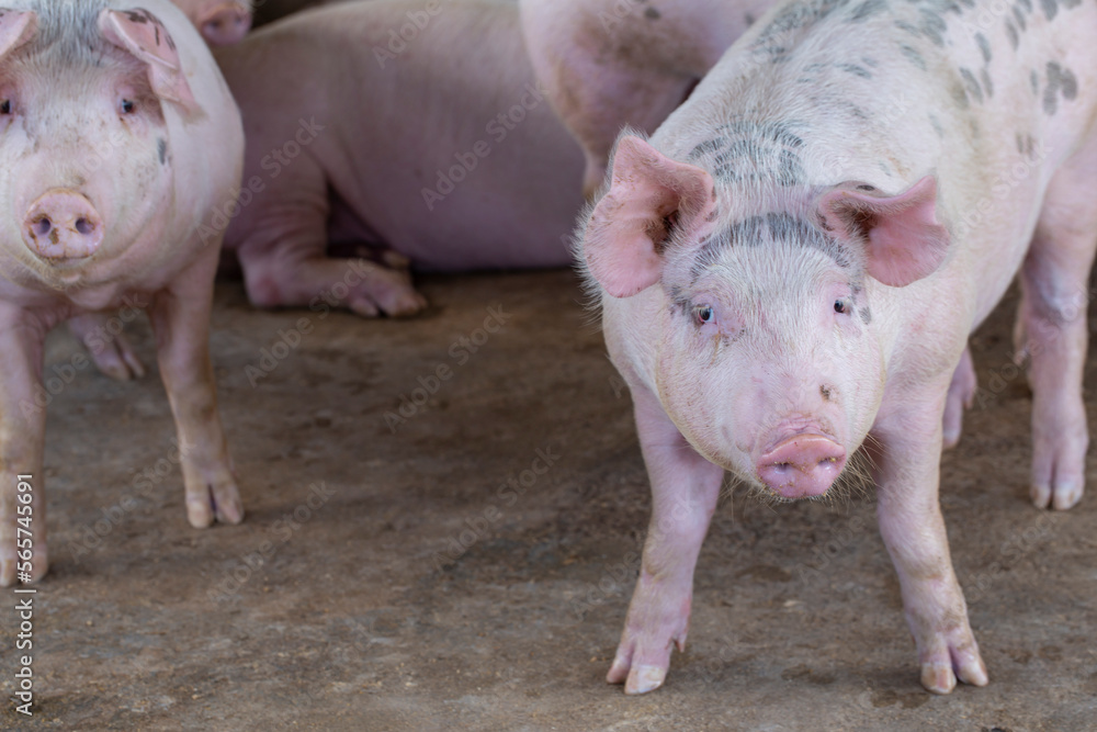 Pig in the farm. group of mammal waiting feed. swine in the stall. Pig in the farm. group of mammal waiting feed. swine in the stall.