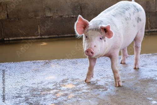 Pig in the farm. group of mammal waiting feed. swine in the stall.