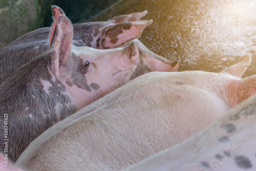 Pig in the farm. group of mammal waiting feed. swine in the stall.