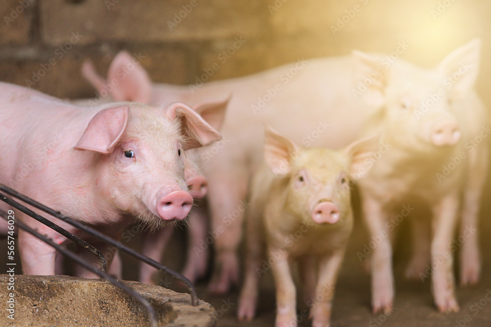 Pigs waiting feed,pig indoor on a farm yard. swine in the stall.Portrait animal. Pigs waiting feed,pig indoor on a farm yard. swine in the stall.Portrait animal.