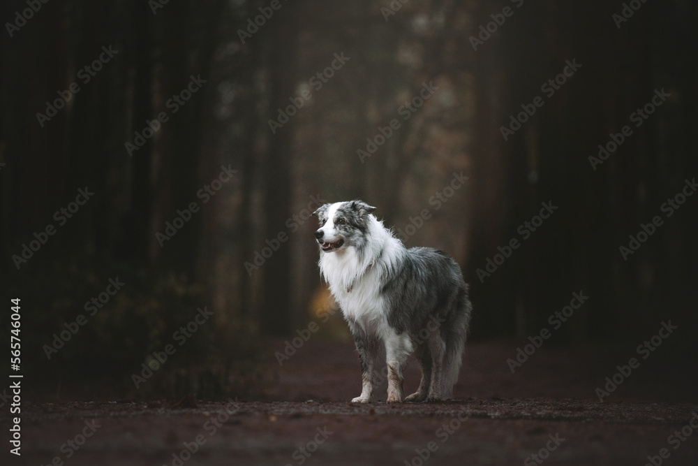 border collie dog