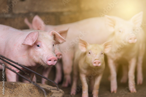 Pigs waiting feed,pig indoor on a farm yard. swine in the stall.Portrait animal.