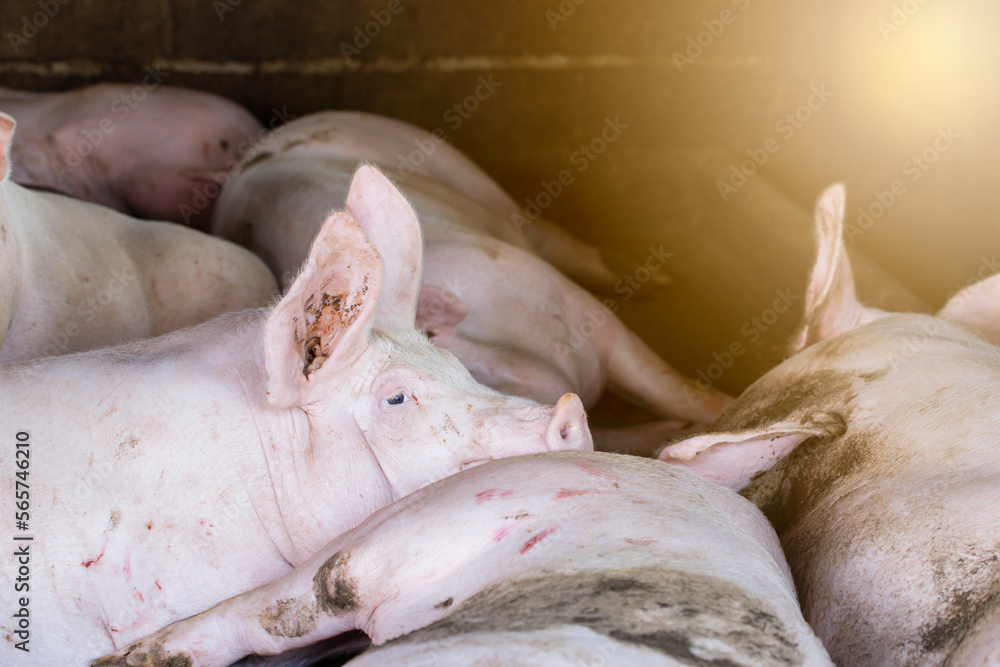 Pigs waiting feed,pig indoor on a farm yard. swine in the stall.Portrait animal. Pigs waiting feed,pig indoor on a farm yard. swine in the stall.Portrait animal.