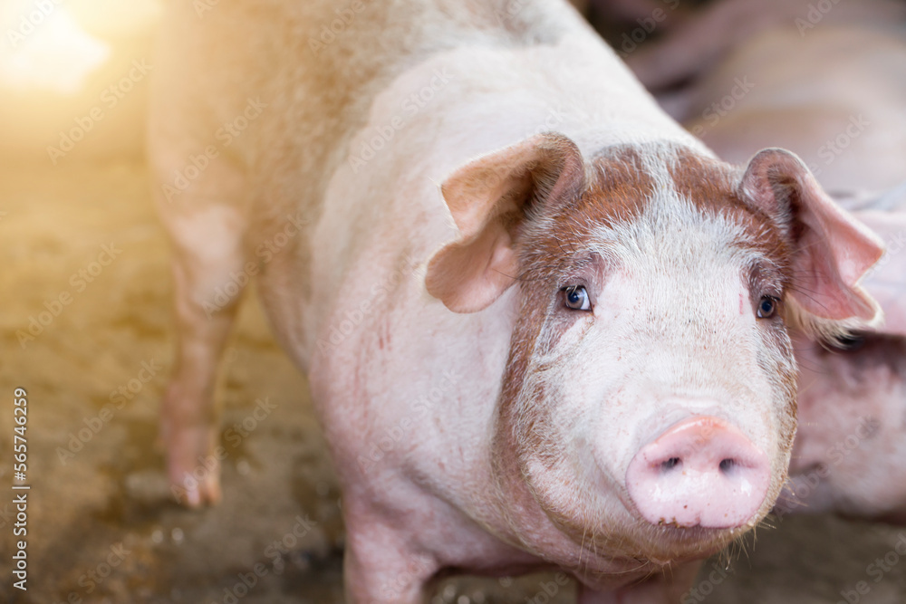 Pigs waiting feed,pig indoor on a farm yard. swine in the stall.Portrait animal. Pigs waiting feed,pig indoor on a farm yard. swine in the stall.Portrait animal.