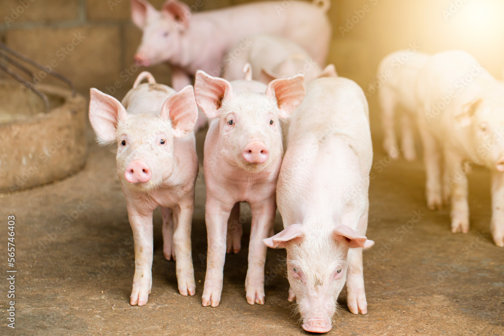 Pigs waiting feed,pig indoor on a farm yard. swine in the stall.Portrait animal. Pigs waiting feed,pig indoor on a farm yard. swine in the stall.Portrait animal.