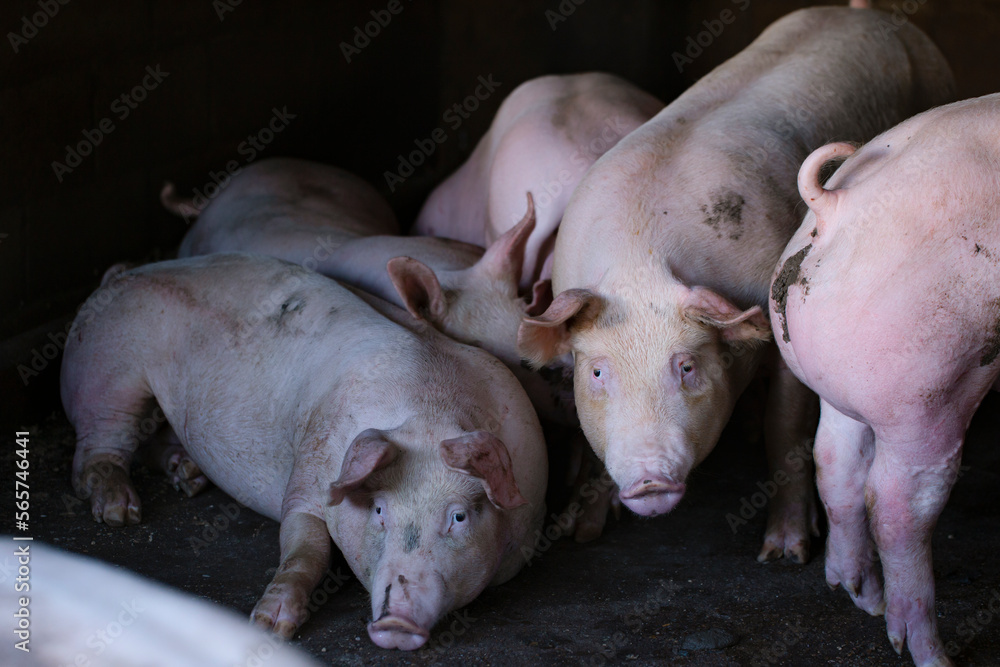 Pigs waiting feed,pig indoor on a farm yard. swine in the stall.Portrait animal. Pigs waiting feed,pig indoor on a farm yard. swine in the stall.Portrait animal.