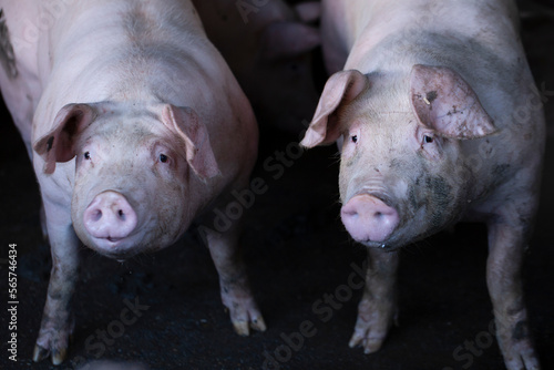 Pigs waiting feed,pig indoor on a farm yard. swine in the stall.Portrait animal. © puwanai8039