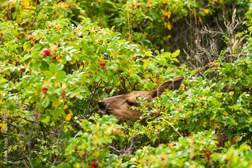 Roosevelt Elk (Cervus elaphus rooseveltii) female hiding while eaating wild fruits, Long Beach coast, Washington state, USA Roosevelt Elk (Cervus elaphus rooseveltii) female hiding while eaating wild fruits, Long Beach coast, Washington state, USA