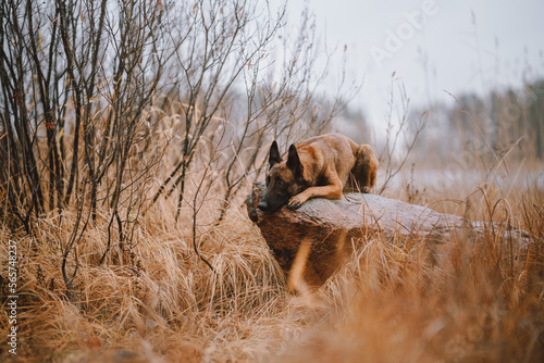 Fototapeta Naklejka Na Ścianę i Meble -  dog in the woods