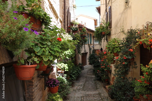 Fototapeta Naklejka Na Ścianę i Meble -  Summer in old town of Spello, Umbria Italy