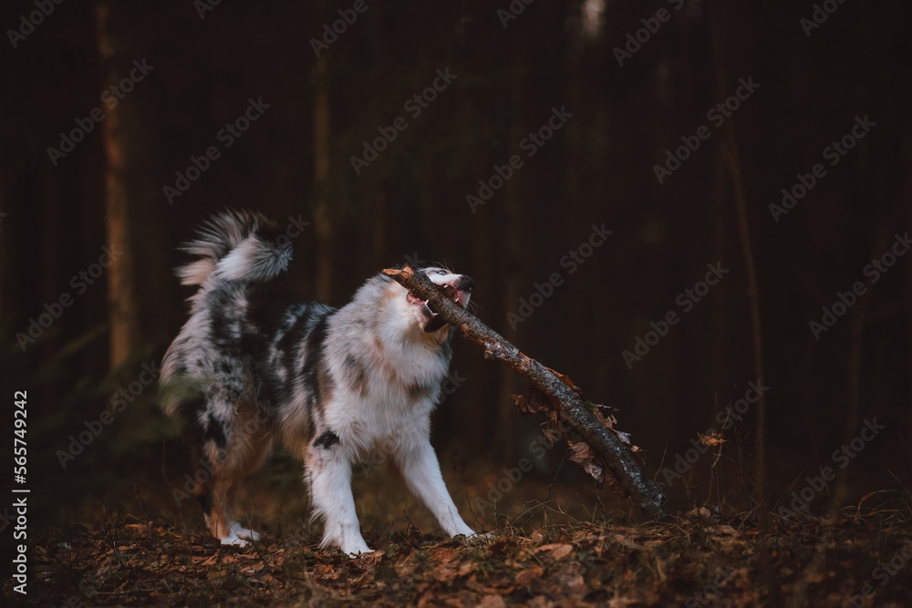 Obraz premium portrait of a dog australian shepherd