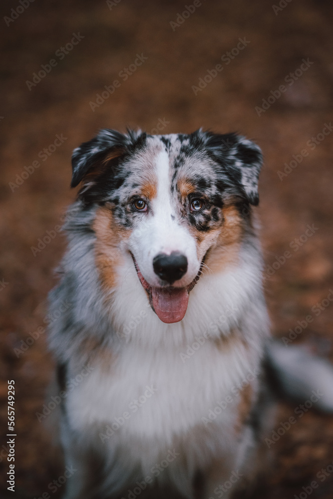 portrait of a dog australian shepherd