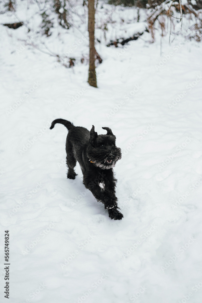 black dog in snow