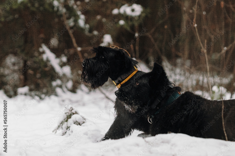 black dog in snow black dog in snow