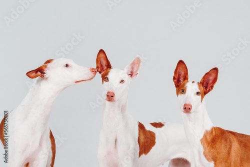 Podenko Ibizanco dog in the studio photo