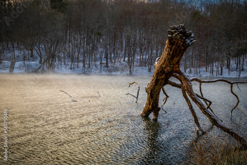 Remnants of a fallen tree acutely protrude from the frigid water in a winter landscape. Grundy Lakes of the South Cumberland State Park system in Tennessee.